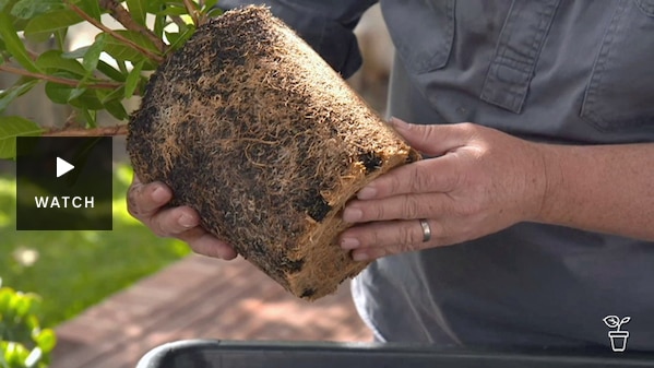Root-bound plant out of its pot. Has Video