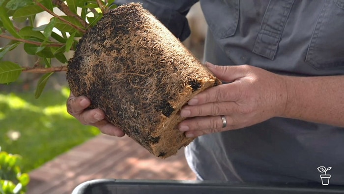 Root-bound plant out of its pot