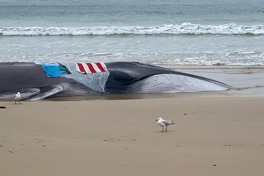 Whale covered in wet towels and sheets, stranded on beach.