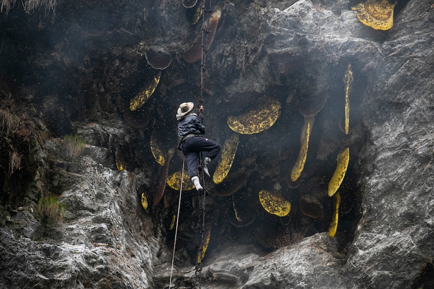 Man climbs rope in cave for wild honey in hives.