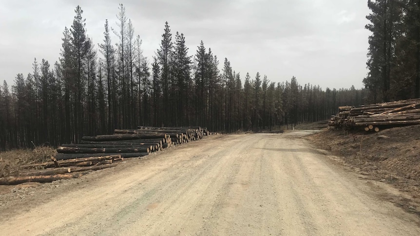 A dirt road through a pine plantation damaged by bushfire
