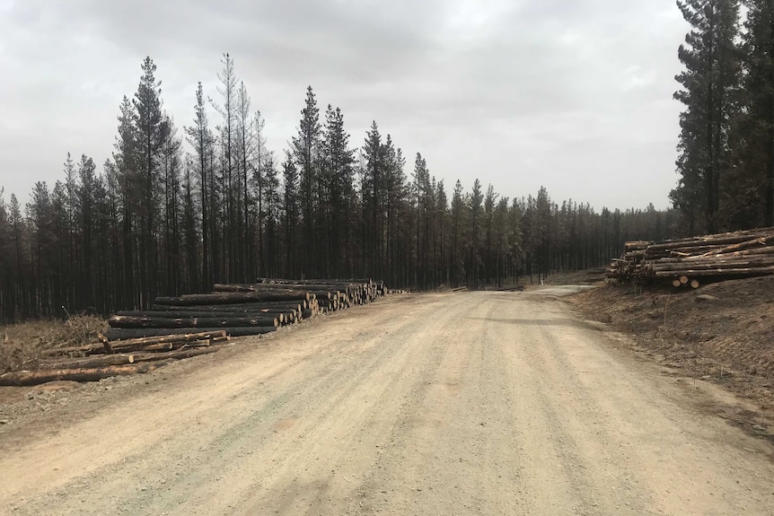 A dirt road through a pine plantation damaged by bushfire