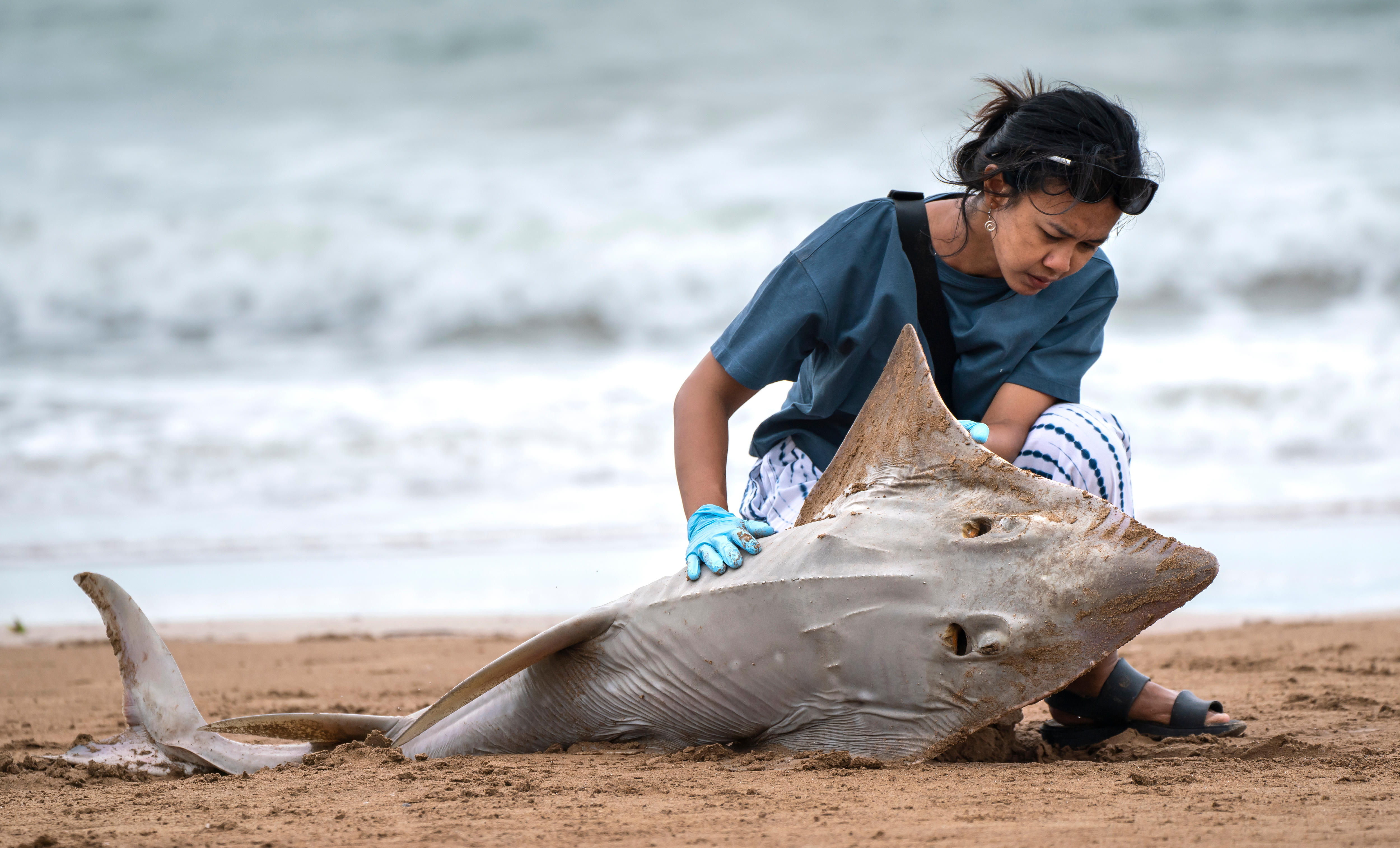 Australian researchers fight to protect globally threatened rays