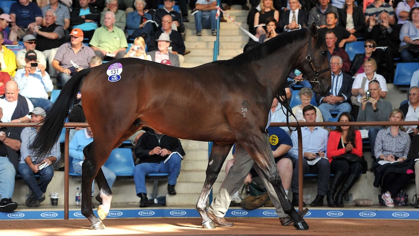 Black Caviar half-brother race horse Lot 131