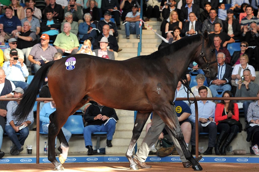 Black Caviar half-brother race horse Lot 131