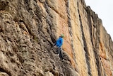 A man wearing a helmet, harness, blue jumper, looks up at a sheer wall of rock.