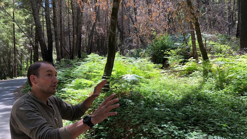 Dr Frank Lake gestures towards a patch of new growth in a forest