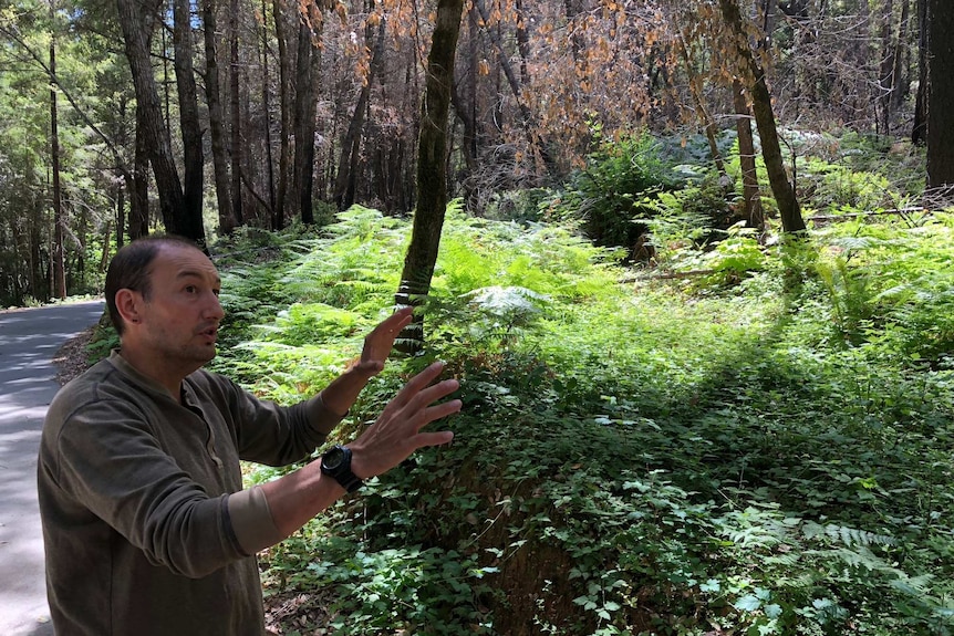 Dr Frank Lake gestures towards a patch of new growth in a forest