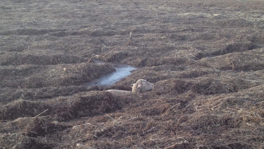 A sheep sinks into a hail filled dam