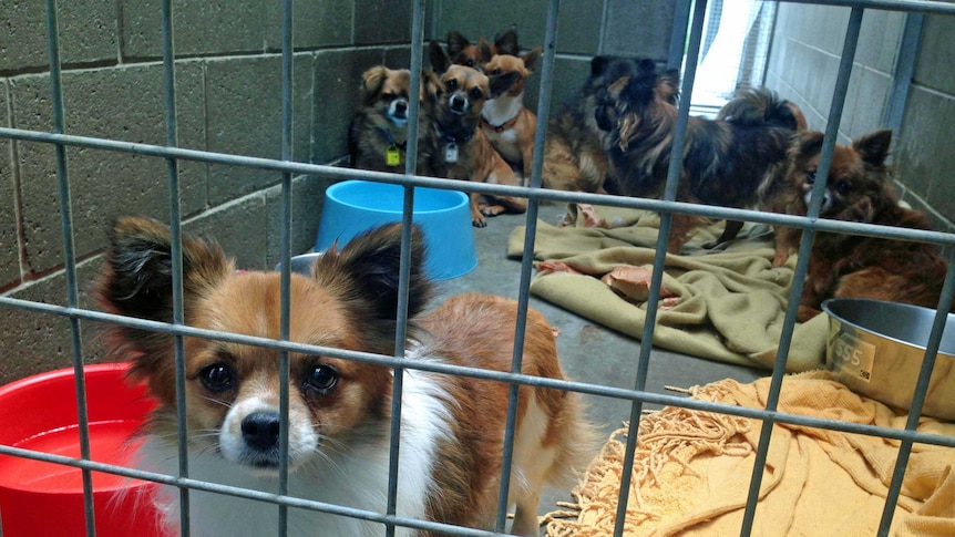 Chihuahuas in a cage at the RSPCA in Hobart.