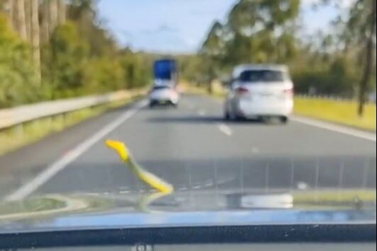 Green coloured snake on car bonnet, while vehicle travels on busy highway 