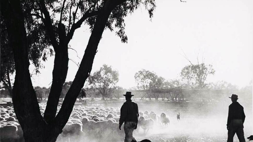 Men and dogs herd sheep