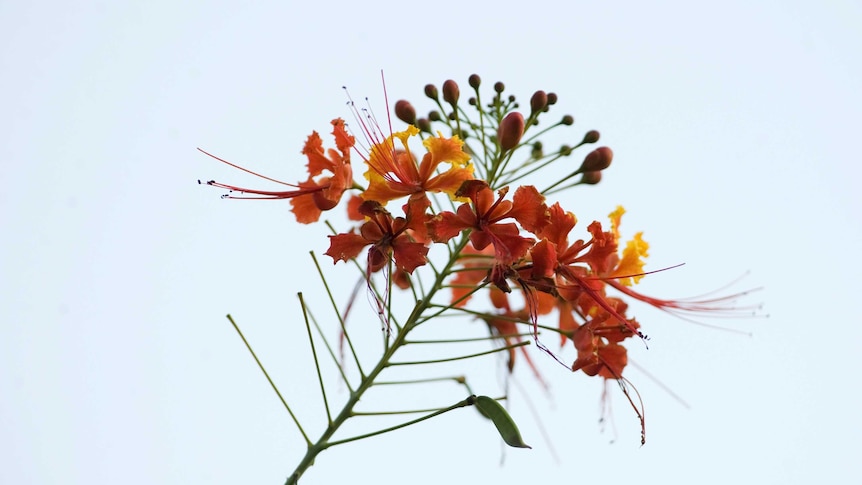 wild flower is seen in the mountains of Colombia