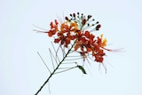 wild flower is seen in the mountains of Colombia