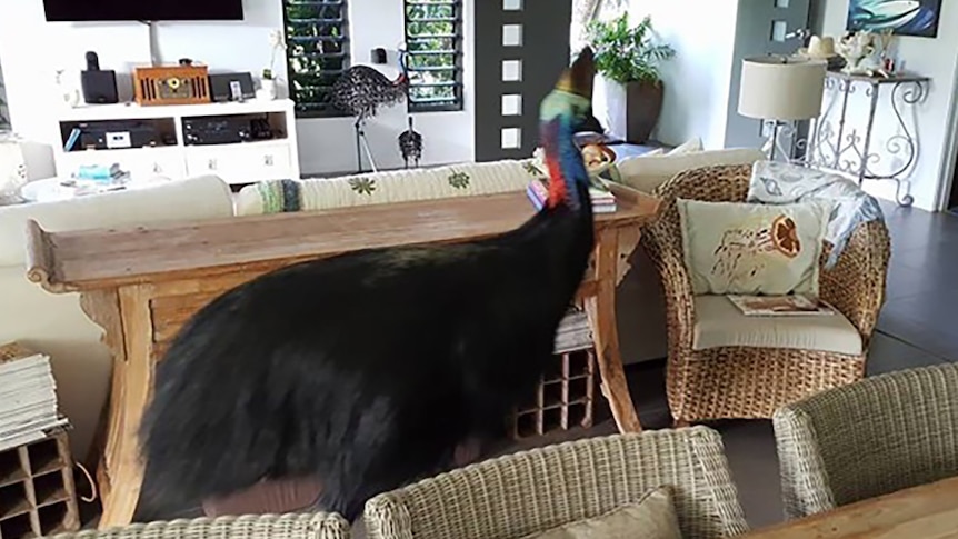 A cassowary inside a house in far north Queensland