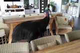 A cassowary inside a house in far north Queensland