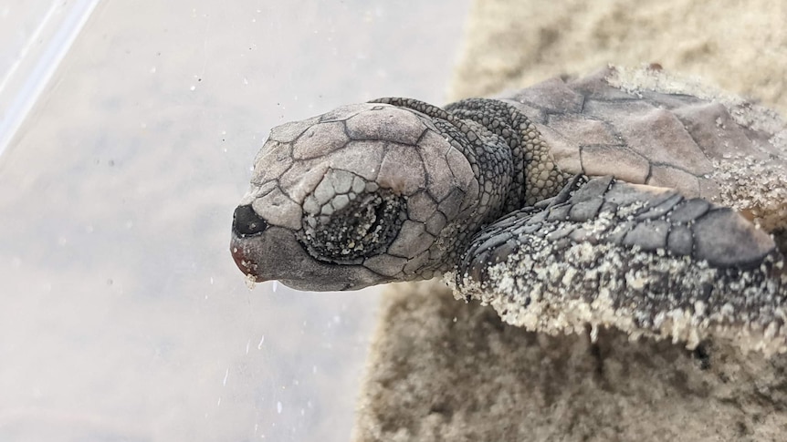 A tiny baby turtle covered in sand in a clear box.