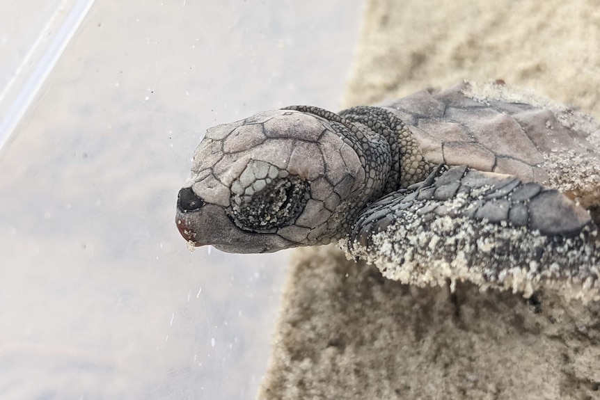 A tiny baby turtle covered in sand in a clear box