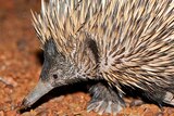 Alice Springs Desert Park is home to 12 echidnas and more are on the way