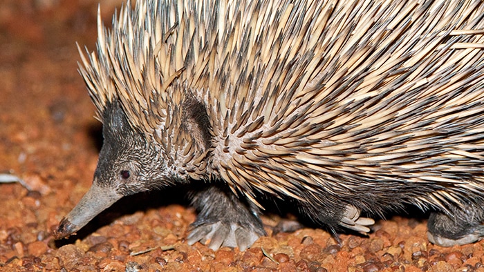 Alice Springs Desert Park is home to 12 echidnas and more are on the way