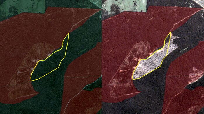 Before and after satellite images showing logging at the Squirrel's Paw coupe in East Gippsland