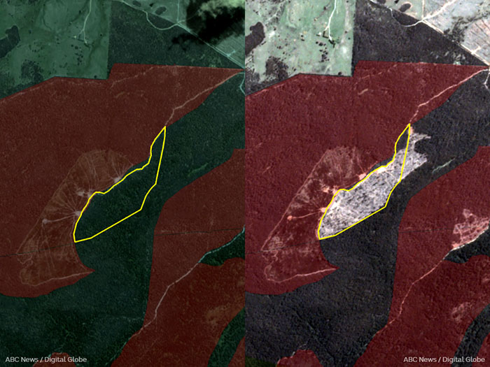 Before and after satellite images showing logging at the Squirrel's Paw coupe in East Gippsland