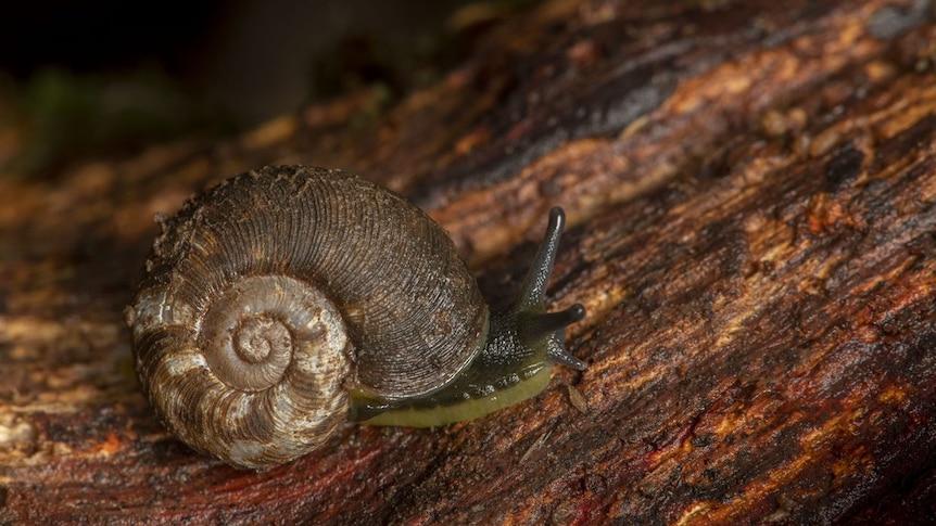 A critically endangered snail - it has a brown shell and green skin 