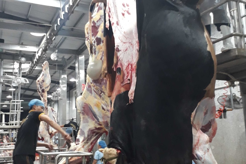 Travailleurs d'abattoirs vietnamiens traitant une carcasse suspendue au toit.