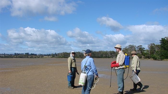 Rubicon Coast and Landcare Group in Tasmania battles rice grass