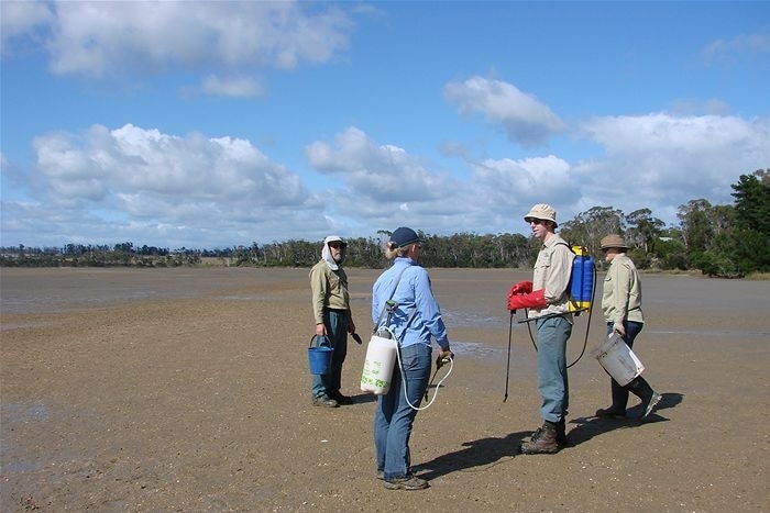 Rubicon Coast and Landcare Group in Tasmania battles rice grass