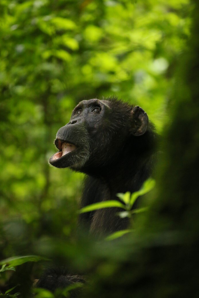 A chimpanzee, sitting among greenery, looking up with her bottom lip slightly open