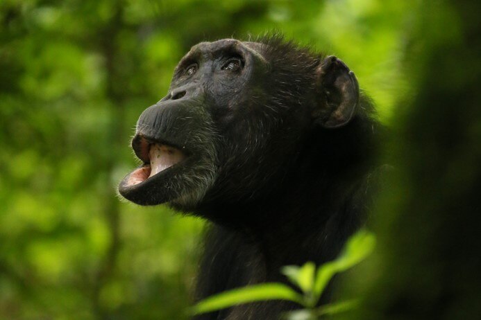 A chimpanzee, sitting among greenery, looking up with her bottom lip slightly open