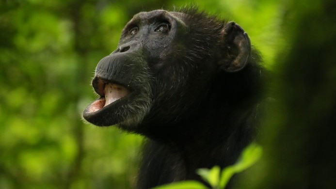 A chimpanzee, sitting among greenery, looking up with her bottom lip slightly open