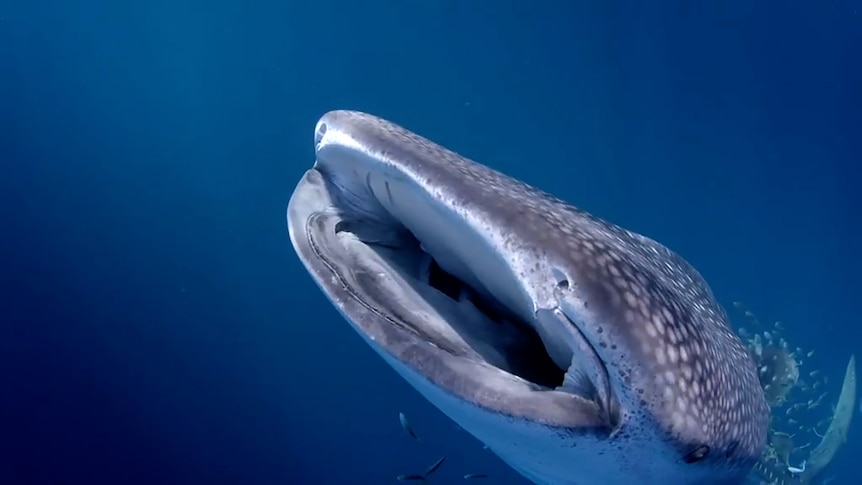 Whale shark swims underwater with open mouth