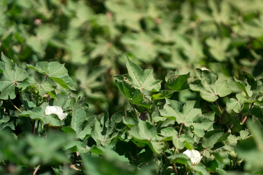 Close-up of greenery.