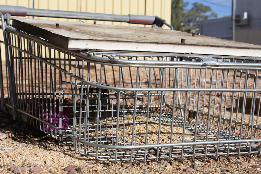 A close shot of a feral bird trap made from an old shopping trolley