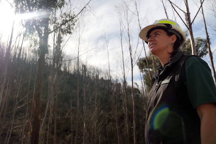 A woman stands beneath charred ash trees and looks up.