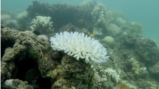 Coral bleaching near Lizard Island is getting worse.