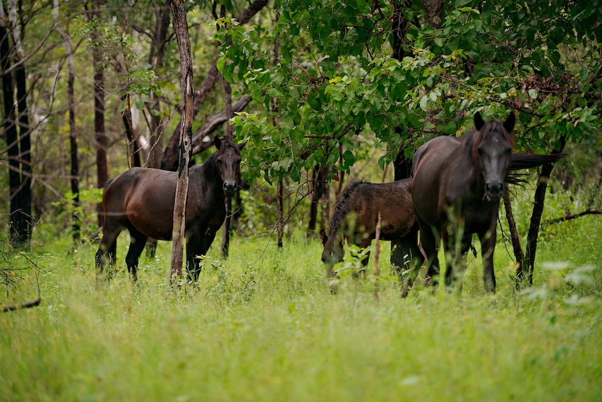 A group of horses stand in dense green scrubland
