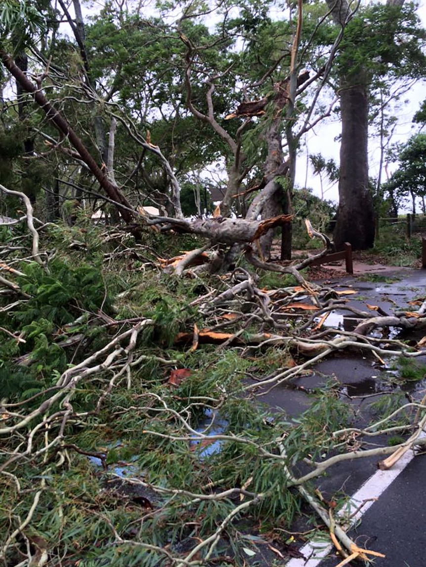 A thick clump of heavy tree branches that fell across a road in Hervey Bay