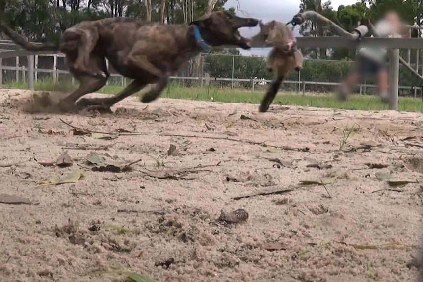 A greyhound chases a live possum with its jaws wide open