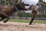 A greyhound chases a live possum with its jaws wide open