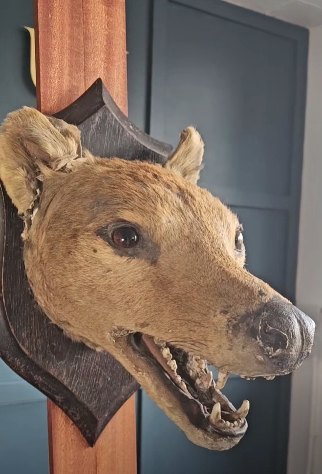 Mounted taxidermy head of Trevor the thylacine seen from the side