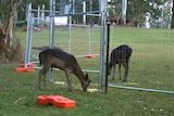 Two baby deer in a steel trap eating grass. 