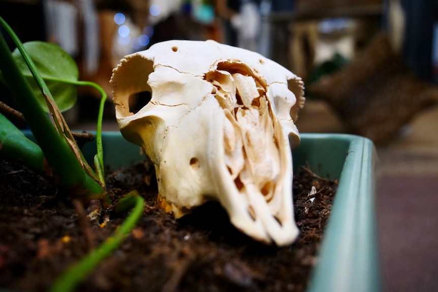 Skull in plant pot