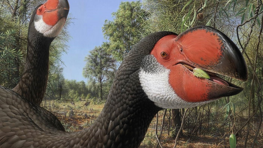 An artist's recreation of a large bird with a red beak.