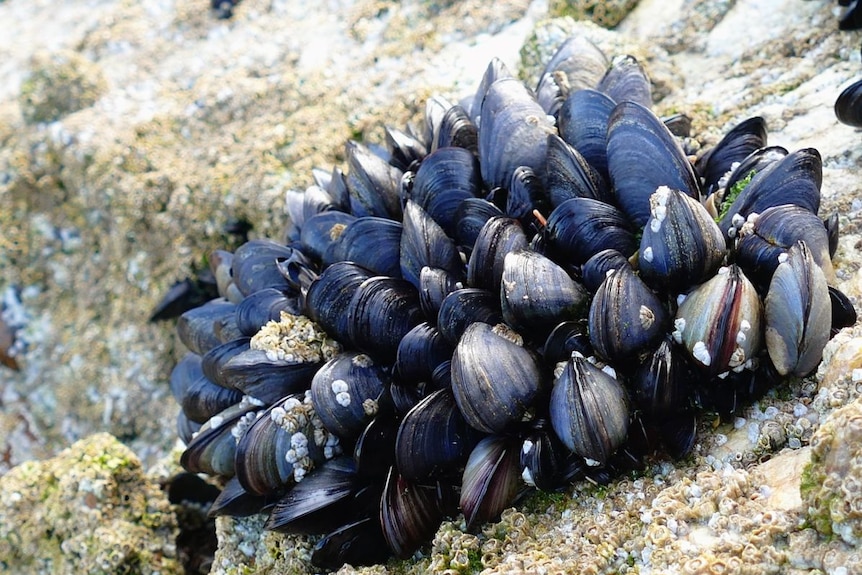 Blue mussels clustered on a craggy rock.
