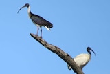 Straw-necked ibis and a white ibis sitting on a tree branch