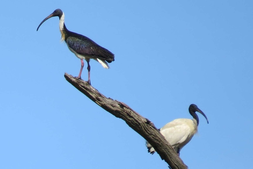 Straw-necked ibis and a white ibis sitting on a tree branch
