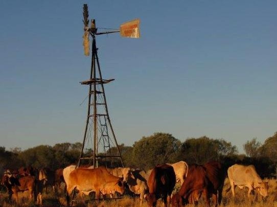 Cattle graze near a windmill in twilight at Nallan Station.